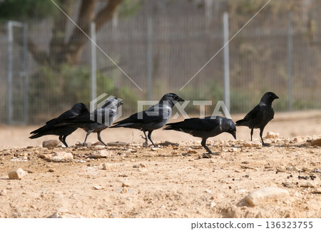 Eurasian jackdaw or western jackdaw (Corvus monedula) Eurasian jackdaw or western jackdaw (Corvus monedula) 136323755