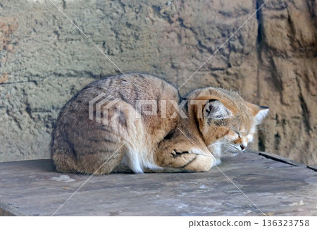 The sand cat (Felis margarita) 136323758