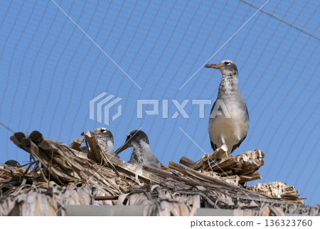 White-eyed gull (Ichthyaetus leucophthalmus) endemic to the Red Sea 136323760
