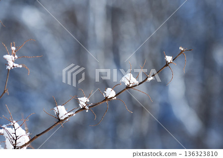 積雪堆積在細枝上。 積雪堆積在細枝上。 136323810