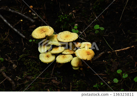 Forest false ground mushroom Forest false ground mushroom 136323811