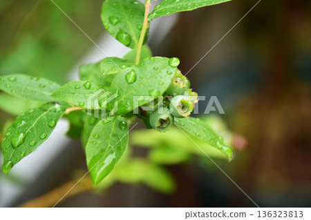 blueberries on a rainy day blueberries on a rainy day 136323813