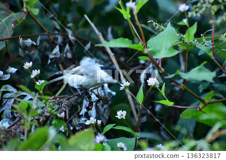 A large-billed tit sucking nectar A large-billed tit sucking nectar 136323817