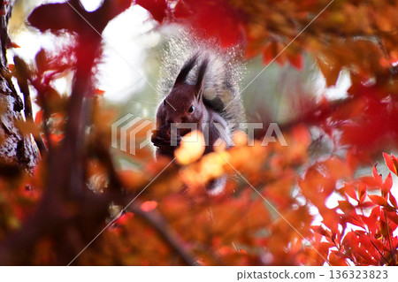 Hokkaido squirrel eating walnuts among autumn leaves 136323823
