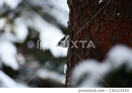 雪林中的紅胸鶇 雪林中的紅胸鶇 136323830