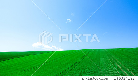 北海道美瑛,初夏時節,麥田蔥鬱,天空湛藍,景色宜人。 北海道美瑛,初夏時節,麥田蔥鬱,天空湛藍,景色宜人。 136324182