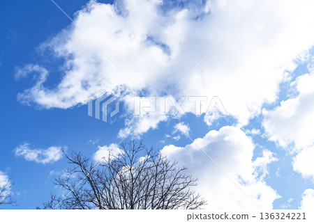 Winter sky, clouds and trees Winter sky, clouds and trees 136324221
