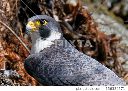 Peregrine Falcon eating, close-up Peregrine Falcon eating, close-up 136324371