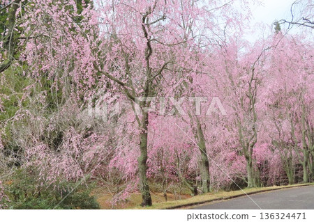 [Hiroshima Prefecture] Weeping cherry blossoms at Kabutoyama Fureai no Sato 136324471