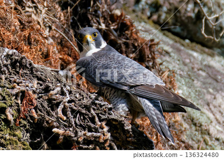 一隻遊隼從懸崖上望著我們。 136324480