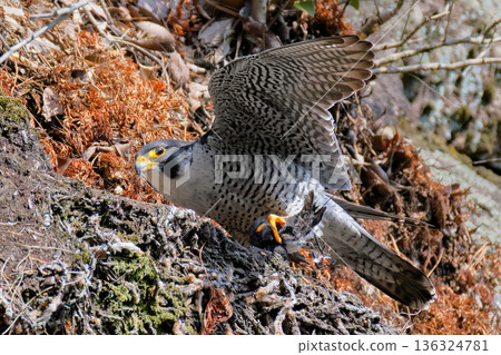 A peregrine falcon carrying prey to a cliff A peregrine falcon carrying prey to a cliff 136324781