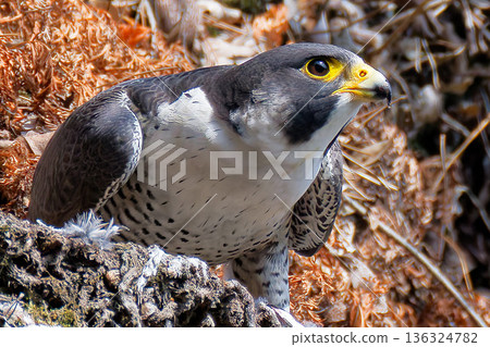 A peregrine falcon watches its surroundings from a cliff A peregrine falcon watches its surroundings from a cliff 136324782