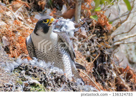 遊隼在懸崖上吃獵物 遊隼在懸崖上吃獵物 136324783