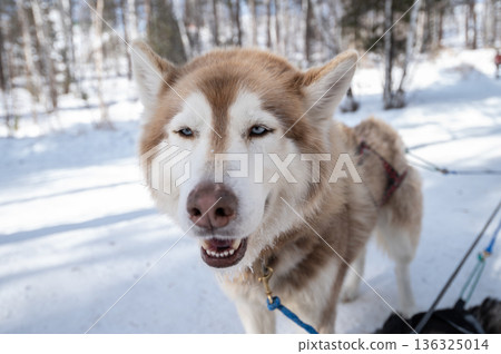 Siberian Husky dogs in winter season of Siberia, Russia. Siberian Husky is a working dog breed for sled-pulling, guarding etc. Siberian Husky dogs in winter season of Siberia, Russia. Siberian Husky is a working dog breed for sled-pulling, guarding etc. 136325014