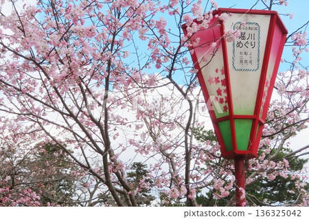 [Shimane Prefecture] Matsue Castle and cherry blossoms 136325042