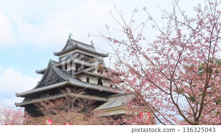 【島根縣】松江城與櫻花 136325043