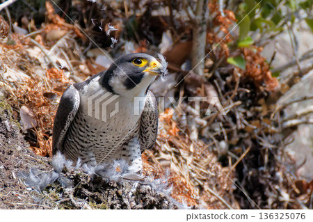 A peregrine falcon plucking the feathers of a small bird on a cliff A peregrine falcon plucking the feathers of a small bird on a cliff 136325076