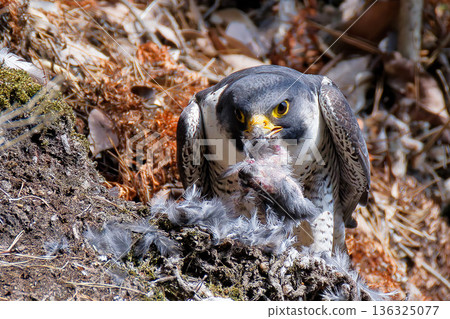 A falcon eating with a scary face A falcon eating with a scary face 136325077