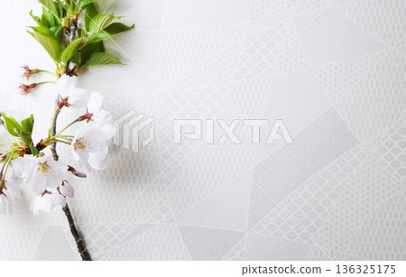白色背景和櫻花 136325175