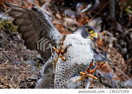 獵鷹鋒利的爪子 136325269