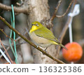White-eye 136325386