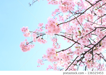 Kawazu cherry tree in full bloom shining in the blue sky Kawazu cherry tree in full bloom shining in the blue sky 136325453