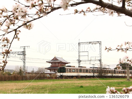 近鐵列車駛過修復後的朱雀門，奈良平城宮遺址的櫻花盛開。 136326079