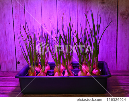 green onions growing in a black plastic tray under a phytolamp 136326924