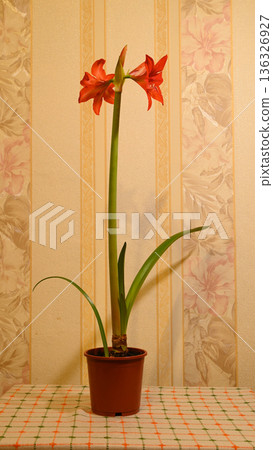 red amaryllis flower in a brown pot on a checkered tablecloth 136326927