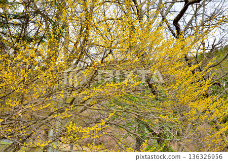 Full-bloomed Chinese laurels in the early spring sunshine on the shores of Lake Akatani 136326956