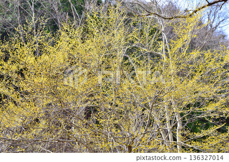 Full-bloomed Chinese laurels in the early spring sunshine on the shores of Lake Akatani Full-bloomed Chinese laurels in the early spring sunshine on the shores of Lake Akatani 136327014