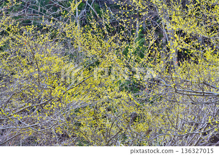 Full-bloomed Chinese laurels in the early spring sunshine on the shores of Lake Akatani Full-bloomed Chinese laurels in the early spring sunshine on the shores of Lake Akatani 136327015