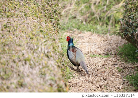 A pheasant appears in a tea field A pheasant appears in a tea field 136327114