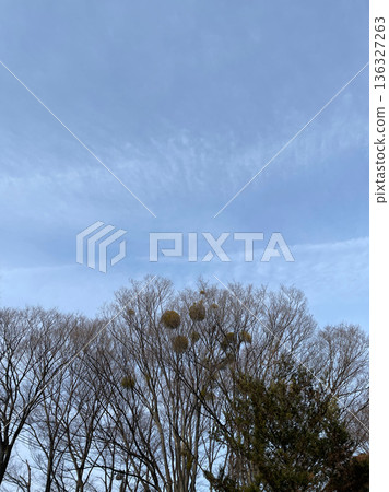 Mistletoe and winter sky at Higashitakane Forest Park, Miyamae Ward, Kawasaki City, Kanagawa Prefecture Mistletoe and winter sky at Higashitakane Forest Park, Miyamae Ward, Kawasaki City, Kanagawa Prefecture 136327263