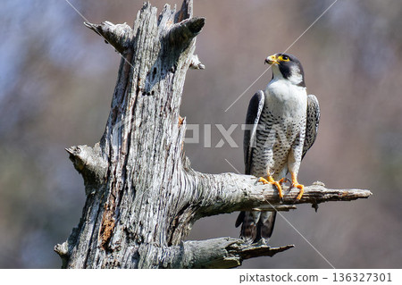 Adult Peregrine Falcon looking around Adult Peregrine Falcon looking around 136327301