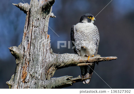 Adult Peregrine Falcon perched on one leg Adult Peregrine Falcon perched on one leg 136327302