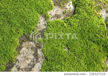 Close up of green moss texture background is growing on the old stone wall. 136327310
