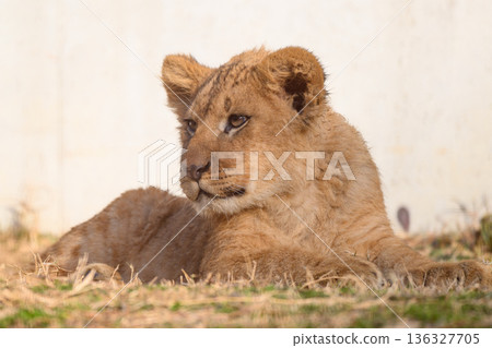 Sitting Lion Cub Sitting Lion Cub 136327705