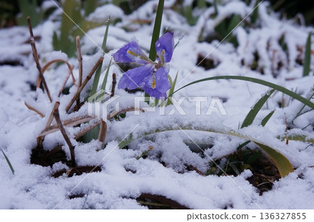 Blue flowers buried in snow Blue flowers buried in snow 136327855