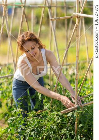 Middle aged woman takes care of tomatoes in cottage garden Middle aged woman takes care of tomatoes in cottage garden 136327875