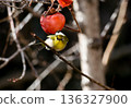Glaring White-eye 136327900