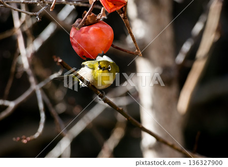 Glaring White-eye Glaring White-eye 136327900
