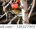 White-eye 136327903