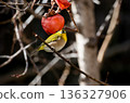 White-eye 136327906
