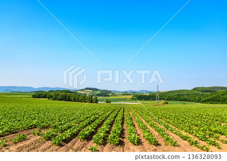 Traveling through the Okhotsk grain belt in Kitami, Eastern Hokkaido Traveling through the Okhotsk grain belt in Kitami, Eastern Hokkaido 136328093