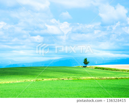 A landscape with a single tree near Biei, Hokkaido, where you can feel the refreshing breeze A landscape with a single tree near Biei, Hokkaido, where you can feel the refreshing breeze 136328415