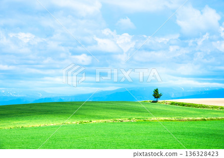 A landscape with a single tree near Biei, Hokkaido, where you can feel the refreshing breeze A landscape with a single tree near Biei, Hokkaido, where you can feel the refreshing breeze 136328423