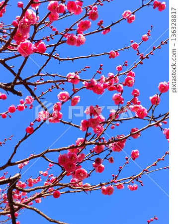新杉田公園的紅梅(神奈川縣橫濱市磯區杉田5丁目) 新杉田公園的紅梅(神奈川縣橫濱市磯區杉田5丁目) 136328817