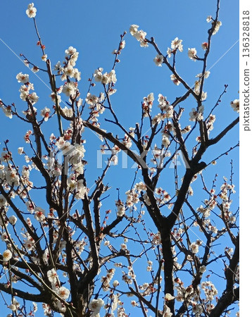 新杉田公園的「杉田梅花」（神奈川縣橫濱市磯區杉田5丁目） 136328818