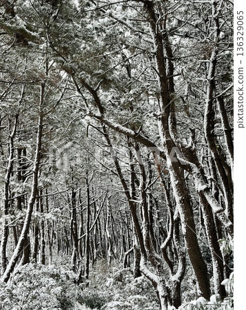 Snow-covered sand-prevention forest 136329065